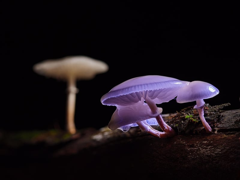 Mushroom Materials
